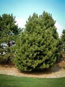 Сосна Чёрная (Pinus Nigra) купить по цене от 270.00р. в интернет-магазине «Посадика» с доставкой почтой в в Магадане и по всей России – [изображение №1].