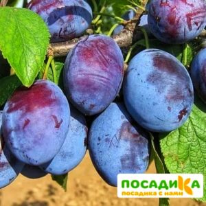 Слива Чачакская ранняя купить по цене от 229.00р. в интернет-магазине «Посадика» с доставкой почтой в в Магадане и по всей России – [изображение №1].