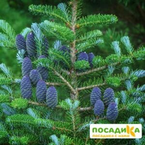 Пихта корейская (Abies koreana) купить по цене от 450.00р. в интернет-магазине «Посадика» с доставкой почтой в в Магадане и по всей России – [изображение №1].