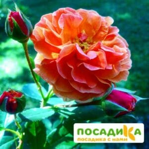 Роза Арабия купить по цене от 350.00р. в интернет-магазине «Посадика» с доставкой почтой в в Магадане и по всей России – [изображение №1].