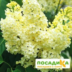 Сирень Примроуз (Primrose) купить по цене от 529.00р. в интернет-магазине «Посадика» с доставкой почтой в в Магадане и по всей России – [изображение №1].