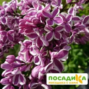 Сирень Сенсация купить по цене от 529.00р. в интернет-магазине «Посадика» с доставкой почтой в в Магадане и по всей России – [изображение №1].