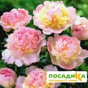 Пион Распберри Сандей (Paeonia Raspberry Sundae) купить по цене от 959р. в интернет-магазине «Посадика» с доставкой почтой в в Магадане и по всей России – [изображение №1].