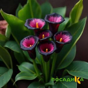 Калла Аура Лейс купить по цене от 400р. в интернет-магазине «Посадика» с доставкой почтой в в Магадане и по всей России – [изображение №1].