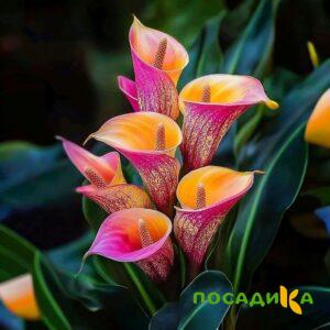 Калла Оникс купить по цене от 450р. в интернет-магазине «Посадика» с доставкой почтой в в Магадане и по всей России – [изображение №1].