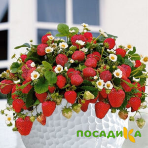 Клубника Рубиновый Шепот (горшечная) купить по цене от 240р. в интернет-магазине «Посадика» с доставкой почтой в в Магадане и по всей России – [изображение №1].
