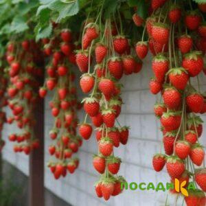 Клубника вьющаяся Комплимент купить по цене от 470р. в интернет-магазине «Посадика» с доставкой почтой в в Магадане и по всей России – [изображение №1].
