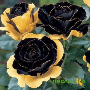 Роза Ханни Сикл купить по цене от 700р. в интернет-магазине «Посадика» с доставкой почтой в в Магадане и по всей России – [изображение №1].