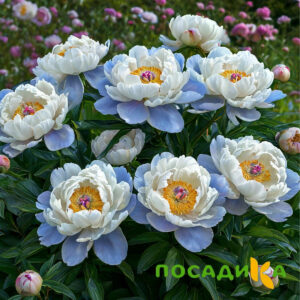 Пион акварельный Этюд купить по цене от 806р. в интернет-магазине «Посадика» с доставкой почтой в в Магадане и по всей России – [изображение №1].