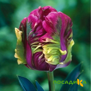 Тюльпан Экзотик Хэвен купить по цене от 186р. в интернет-магазине «Посадика» с доставкой почтой в в Магадане и по всей России – [изображение №1].