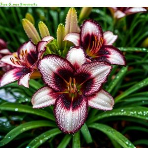 Лилейник Крим Сикл купить по цене от 799р. в интернет-магазине «Посадика» с доставкой почтой в в Магадане и по всей России – [изображение №1].