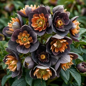 Морозник Блум Айс купить по цене от 499р. в интернет-магазине «Посадика» с доставкой почтой в в Магадане и по всей России – [изображение №1].