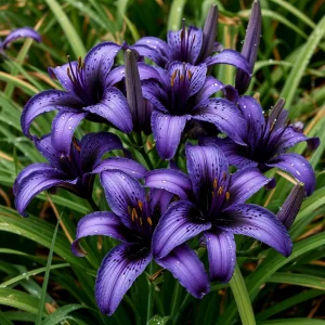 Лилейник Блю Айрис купить по цене от 324р. в интернет-магазине «Посадика» с доставкой почтой в в Магадане и по всей России – [изображение №1].